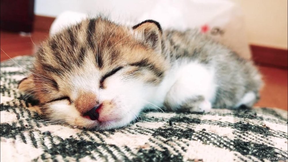 Солянка от 11.01.2026