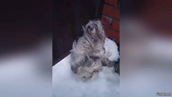 Если не стричь болонку