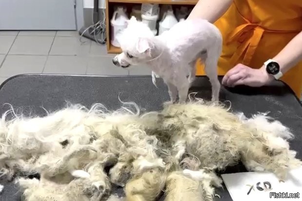 Болонки без ухода человека совершенно беспомощны.
Они не умеют самостоятельно избавляться от шерсти после линьки.
А ещё у них гчень скромный подшерсток, по этому есть проблемы с терморегуляцией.
Они страдают и от холода и от жары.
Вот такая несуразная комнатная порода.