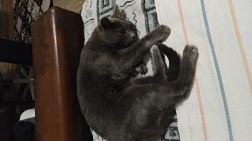 Раз в пару месяцев точно стригу коту когти. Да немного стресс есть, но зато потом меньше ночью нас ором достает )). 
А вообще обычно стригу, когда вижу, что цепляться сам начинает за всё подряд и дергать лапой начинает. Коту уже 16 лет, если что