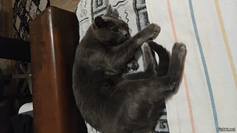 Раз в пару месяцев точно стригу коту когти. Да немного стресс есть, но зато потом меньше ночью нас ором достает )). 
А вообще обычно стригу, когда вижу, что цепляться сам начинает за всё подряд и дергать лапой начинает. Коту уже 16 лет, если что