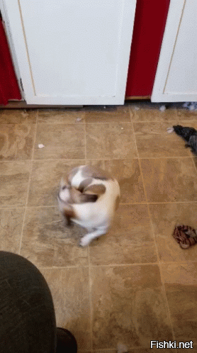 Маленькая злобная собачка укусила себя за хвост.