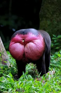 Только говорящая...
Если мозгов нет, то и за 50 000 руб. в месяц их не купишь. Если они есть, то и бесплатное образование зайдет.