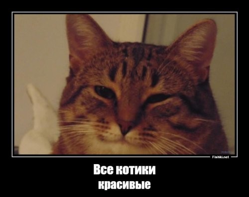 Кота из России признали самым красивым в мире