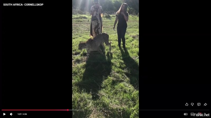 Гепарды очень странные кошачьи, больше на собак по характеру похожи.. Если тигры, леопарды и т.д за кучей барьеров в зоопарке, то гепарды, как еноты, при желании можно рукой потрогать) В ЮАР они даже в контактном зоопарке при центре реабилитации..