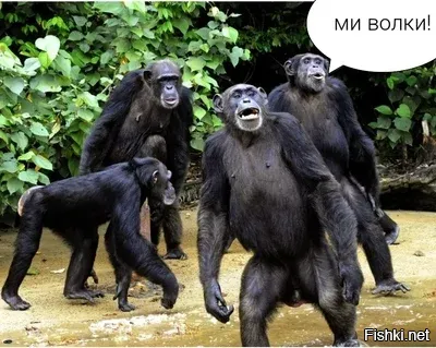 Неспортивное поведение атлета на соревнованиях по вольной борьбе в Грозном