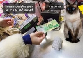 Тарантиновский диалог случился между владельцем катера и нерпой в Мурманской области