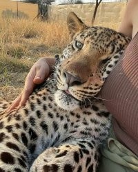 Житель Приморья обнаружил у себя во дворе сразу двух редких леопардов