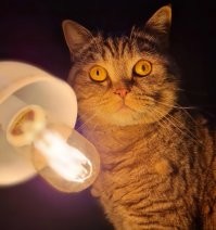 Какая интересная статья, жаль, что звездежь

И так вот самый простой проверочный пассаж:

И только, когда к власти пришел Николай I, он поднял палачу зарплату до такой степени, что тот мог на месячное жалование целое стадо коров купить. 
Но и кроме этого были еще и доплаты, и различные льготы. 
Кстати, если прежде подобная профессия передавалась от отца к сыну, то теперь палачей стали к этой работе готовить.

Имеем факты: 
1) Мораторий на смертную казнь введённый Елизаветой Петровной, во многом благодаря он ному многие историческо политические деятели которые в нормальных странах Европы были бы с фантазией укантропуплены вполне себе дослуживали при Екатерине II.
Как пример - заклятые враги Бирон и Миних.
2) Действительно у Николая I были проблемы с заполнением вакансии палач. 
Ибо не было работы.
в период царствования Александра I было казнено 84 человека, 
в период царствования Николая I   пять

Какая передача от отца к сыну?  Что делал в отсутствии казней как таковых такой семейный подряд?

И никакой выдумки, так сказать фантазии как в благословенных цивилизованных странах.
Казни самый банальные - повешение.

И в данном вопросе Россия - крайне отсталая страна.
Так что вся статья - полнейшая, лютая похабщина.