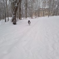 Моим в этом году тоже прогребли тропку к участку под сосной, где снега поменьше. А когда мело прямо выпихивать на улицу приходилось. Зато теперь даже старая бродит в снегу с удовольствием, но не долго. А молодая вообще рада и носится по чистому от всей души.