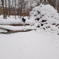 Моим в этом году тоже прогребли тропку к участку под сосной, где снега поменьше. А когда мело прямо выпихивать на улицу приходилось. Зато теперь даже старая бродит в снегу с удовольствием, но не долго. А молодая вообще рада и носится по чистому от всей души.