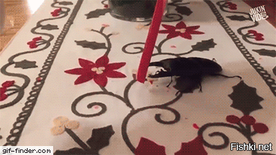 На 3-й карамелька какая-то хрупкая или нейросеть гифку состряпала?
Мы в детстве рогачей (жуков-оленей так называли) ловили. Так если палец сожмёт, то не всегда даже кожу побивал. А тут леденец ломает...