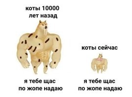 К амурчанину «пришел в гости» краснокнижный кот