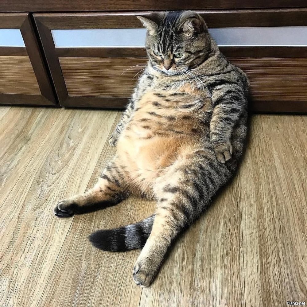 Диетолог