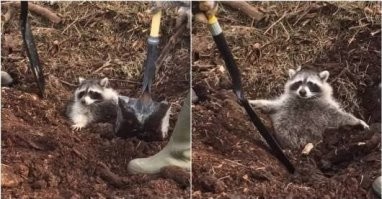 Всё! Батька его быстро возьмёт в оборот. Будет бульбу сажать.