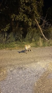 Фото сделано на конечной остановке "океанариум", на Русском острове, выходишь с автобуса а она стоит, 5 метров нет, ждёт подачек))