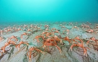 Тысячи крабов сбежали из перевернувшегося грузовика