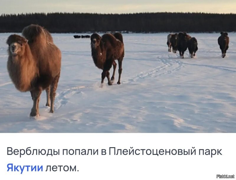 Из Якутии пришли. 
В Шотландии, всё же, теплее будет.