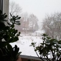 Мои собани в моём саду. Зимняя народная забава. Вид из моего окна. КАК ЭТО можно сравнивать и поменять на ужас, что показан на фото?!