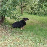 Мои собани в моём саду. Зимняя народная забава. Вид из моего окна. КАК ЭТО можно сравнивать и поменять на ужас, что показан на фото?!