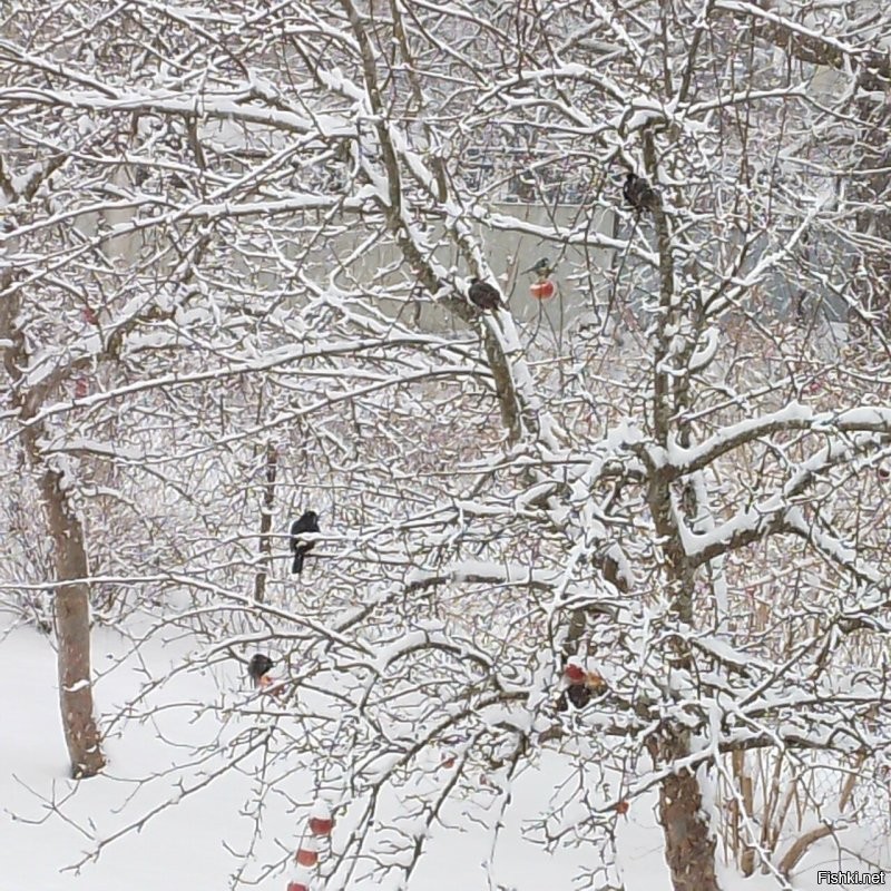 Мои собани в моём саду. Зимняя народная забава. Вид из моего окна. КАК ЭТО можно сравнивать и поменять на ужас, что показан на фото?!