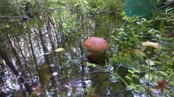 Ехали с рыбалки, решили заехать на знакомое место. А там после дождей во как! Благо заколенники у всех были. Первый раз в жизни белые под водой резали!