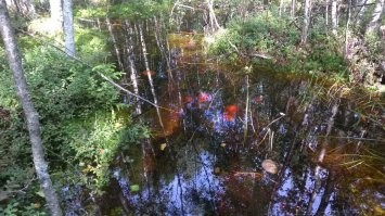 Ехали с рыбалки, решили заехать на знакомое место. А там после дождей во как! Благо заколенники у всех были. Первый раз в жизни белые под водой резали!