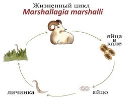 Бараны едят траву после термической обработки?