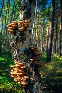 Мой улов, прошлого года.