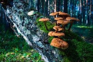 Мой улов, прошлого года.