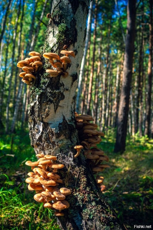 Мой улов, прошлого года.