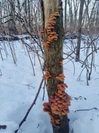 Фламулина вполне растёт зимой, правда проблема в другом - снега по яйца в лесах