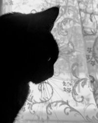 я человек простой, вижу котэ ставлю лайк, своего заснял удачно)