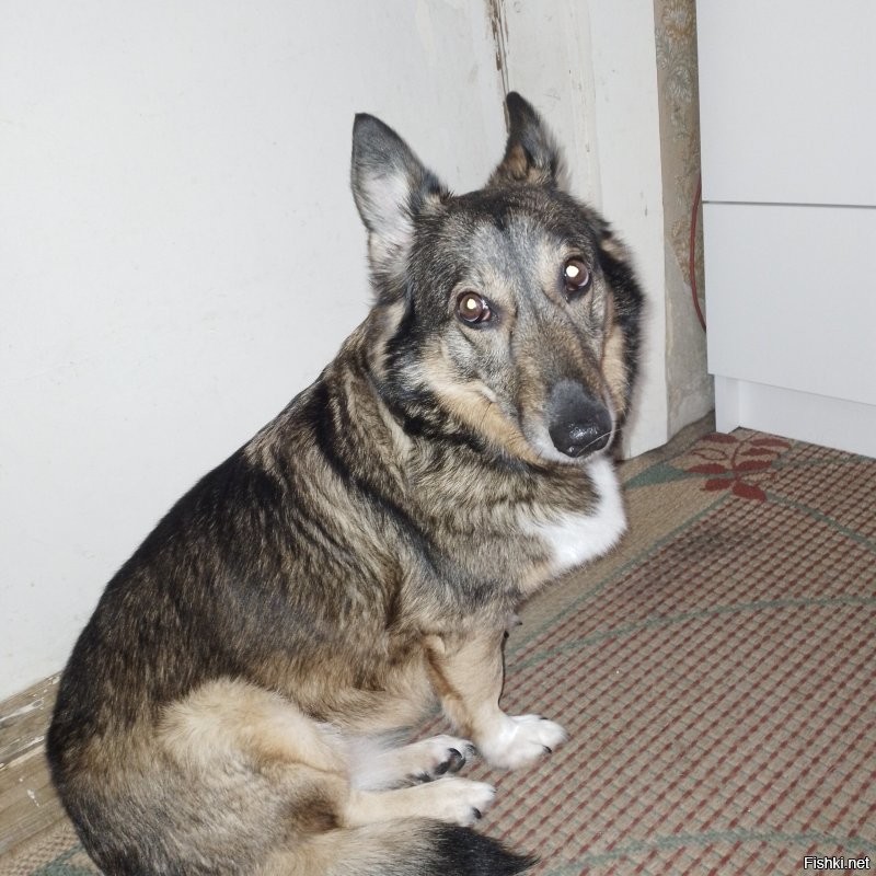 Вот твари. Только вчера забрали собаку. Третью. Умерла хозяйка. Наша бывшая соседка. Она забрала её из приюта. Теперь взяли себе.  У меня в голове не укладывается как возможно вообще вот так как на видео делать! Да, будет хлопотно, собака в стрессе. Да, пока привыкнет и притрется к моим собакам, будут трудности. Но! Это теперь наша девочка и мы её любим и поможем привыкнуть.