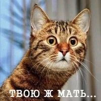 Девушка рассказала, как полюбила Пелевина спустя годы