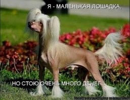 Ошибка на миллион: грустная лошадка стала главным хитом 2026 года