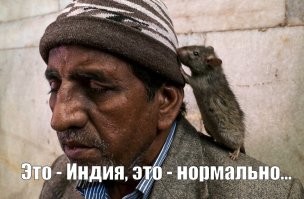 Крысы в больничной палате в Индии