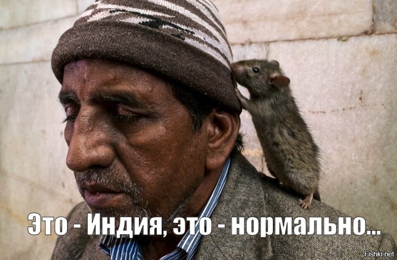 Крысы в больничной палате в Индии