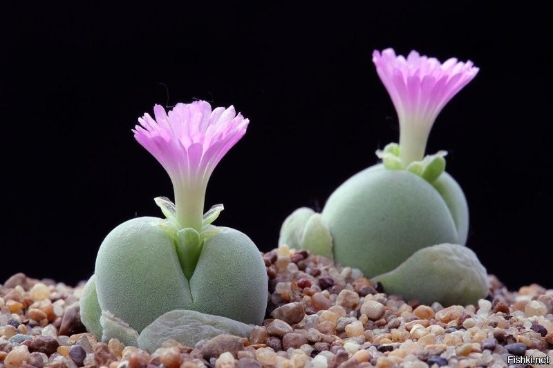 Солянка от 20.01.2026