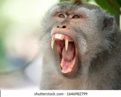 Не кормите диких обезьян