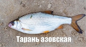 Извращенец!
