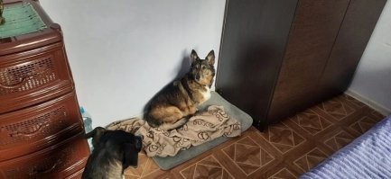 Да мы вот тоже взяли ещё одного хвоста. В дополнение к своим двум. Не из приюта правда. Умерла наша знакомая и собаню просто некуда было девать. Как можно отказать?! Вот теперь Боня наша девочка. Мои девчули её приняли мгновенно. Она пока в стрессе и немного щемится. Но думаю мы это преодолеем.