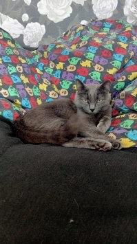 25 котиков, которые следят за дедлайнами и настроением