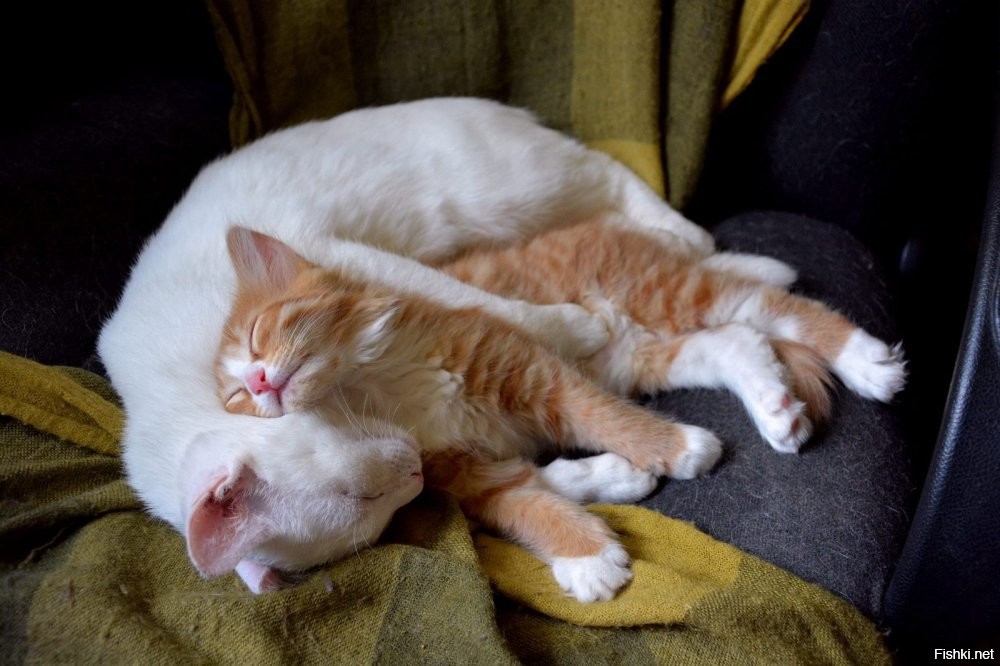 Солянка от 21.01.2026