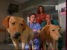 А потом из них сделают чучело