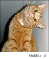 Вторая жизнь мема о женщине с кандибобером на голове