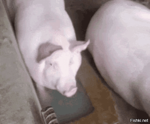 на-то не гони, рогуль!