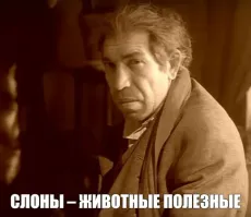 В Индии слон за 10 дней убил более двух десятков человек