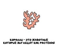 Коралл - материал скелета колонии коралловых полипов. Большие скопления кораллов формируют коралловые рифы и коралловые острова.