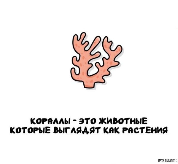 Коралл - материал скелета колонии коралловых полипов. Большие скопления кораллов формируют коралловые рифы и коралловые острова.
